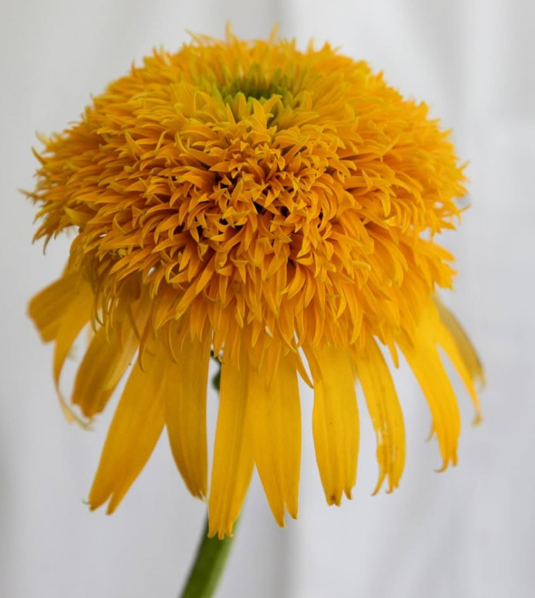 Echinacea purpurea ’Secret grow’ 30 Seeds