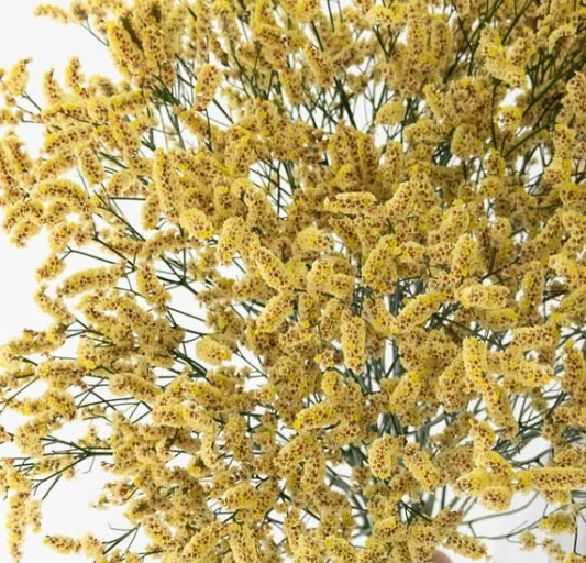 Limonium sinuatum ’Ushiwaka’ 100 Seeds