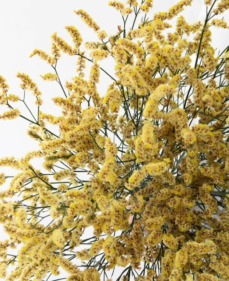 Limonium sinuatum ’Ushiwaka’ 100 Seeds