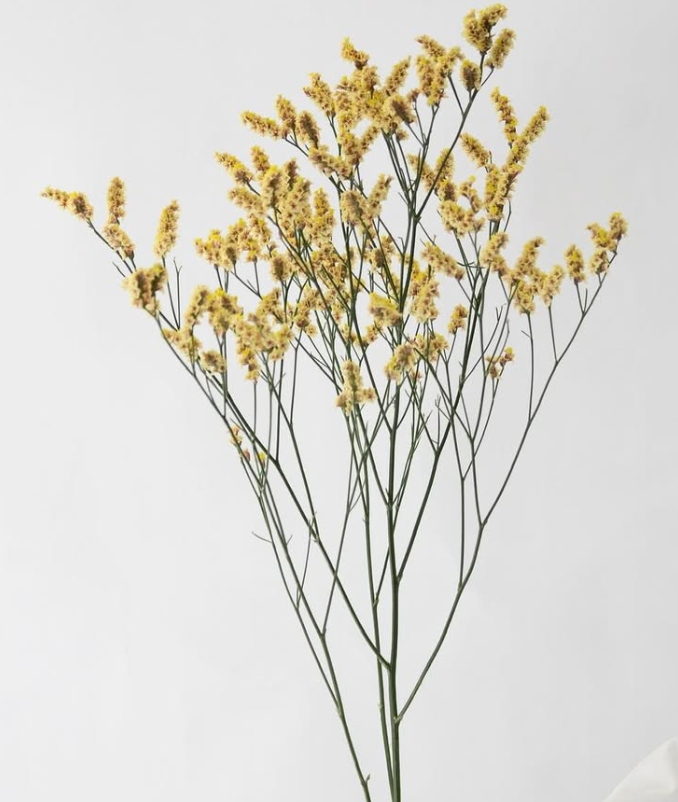 Limonium sinuatum ’Ushiwaka’ 100 Seeds