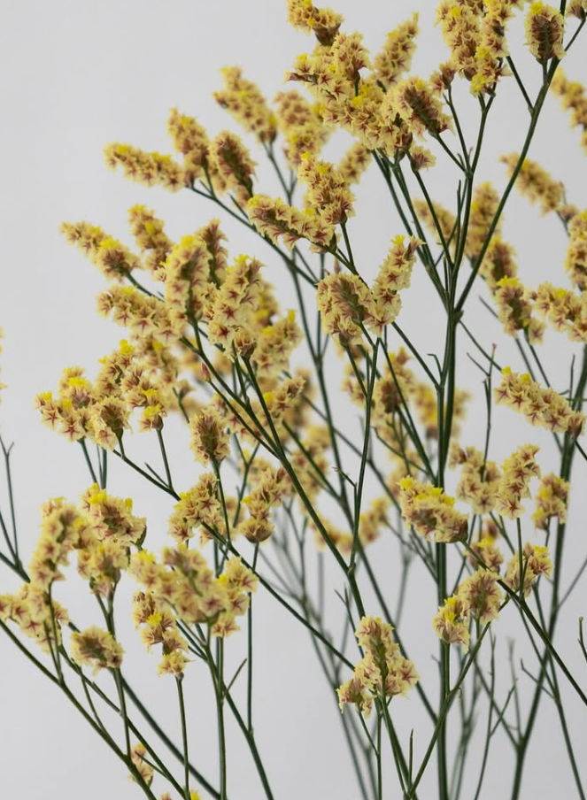 Limonium sinuatum ’Ushiwaka’ 100 Seeds