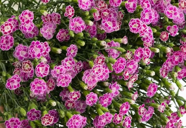 Dianthus superbus ’Raffine jolie’ 100 Seeds