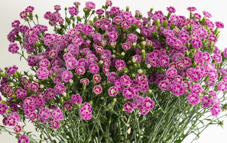 Dianthus superbus ’Raffine jolie’ 100 Seeds