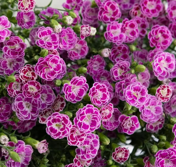 Dianthus superbus ’Raffine jolie’ 100 Seeds
