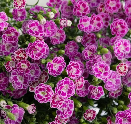 Dianthus superbus ’Raffine jolie’ 100 Seeds