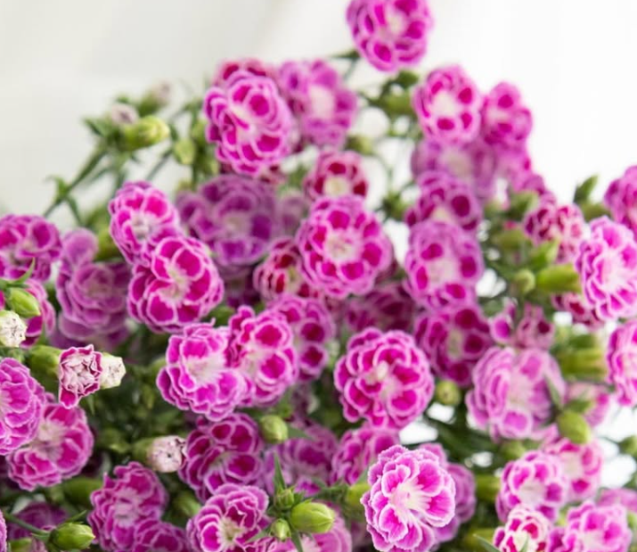 Dianthus superbus ’Raffine jolie’ 100 Seeds