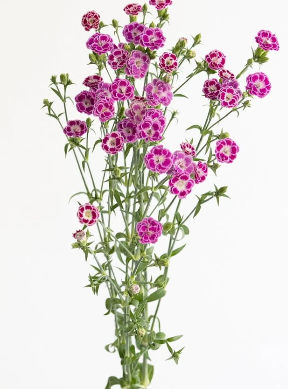 Dianthus superbus ’Raffine jolie’ 100 Seeds
