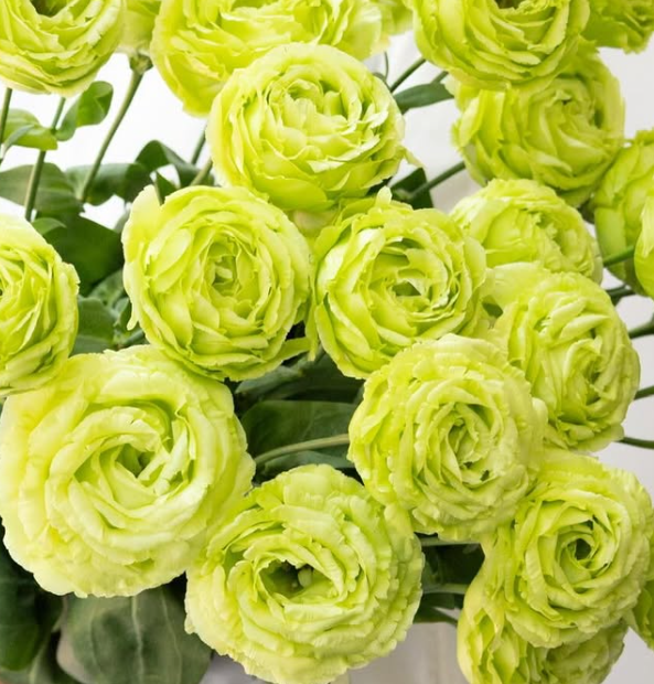 Lisianthus ( Eustoma ) grandiflorum ’Amber double pistachio’ 6 Seeds