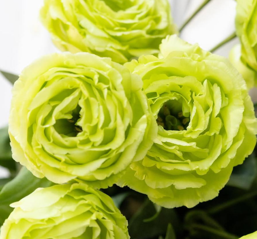 Lisianthus ( Eustoma ) grandiflorum ’Amber double pistachio’ 6 Seeds