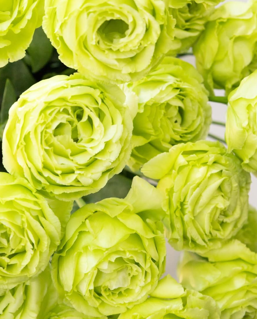 Lisianthus ( Eustoma ) grandiflorum ’Amber double pistachio’ 6 Seeds