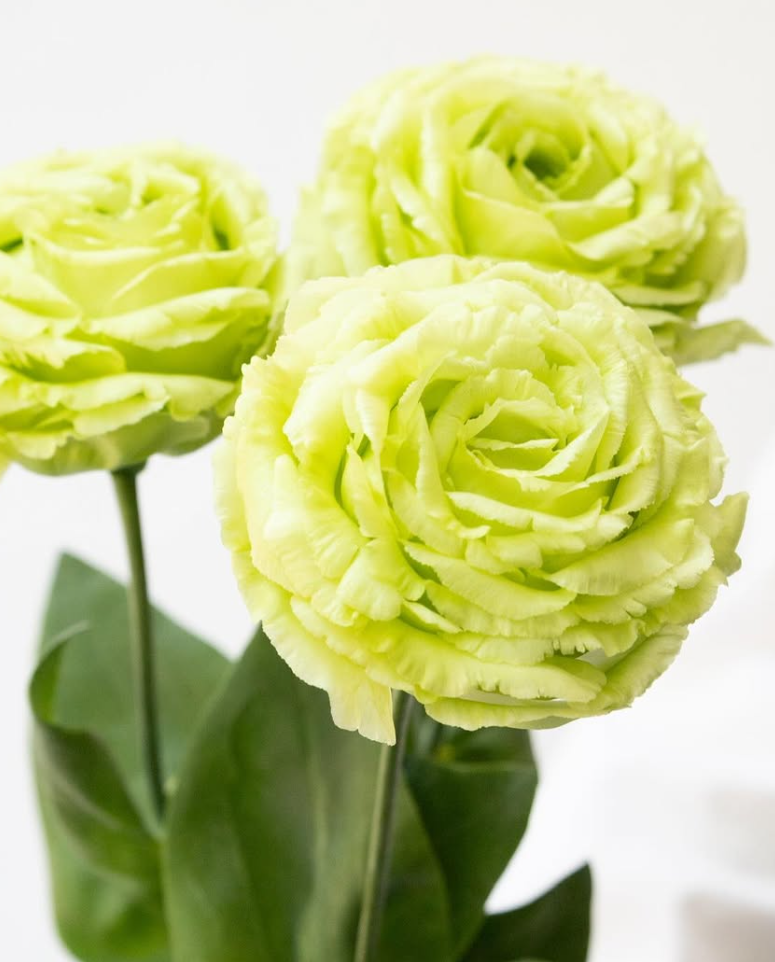 Lisianthus ( Eustoma ) grandiflorum ’Amber double pistachio’ 6 Seeds