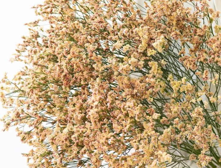 Limonium sinuatum ’Himiko’ 100 Seeds