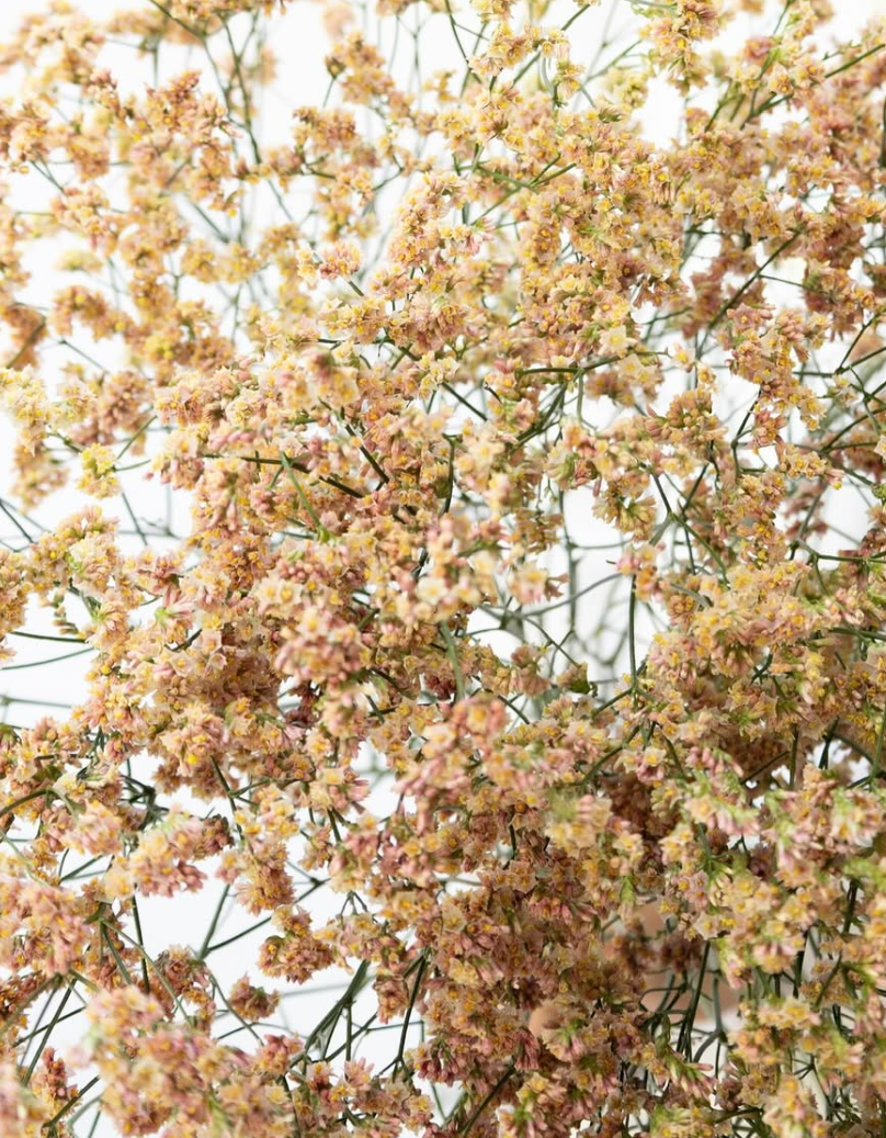 Limonium sinuatum ’Himiko’ 100 Seeds