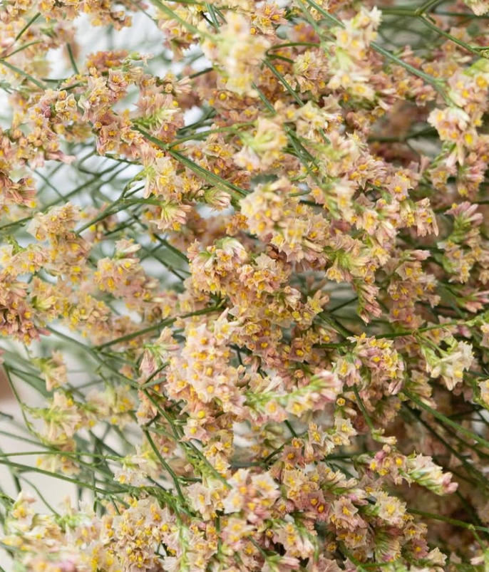 Limonium sinuatum ’Himiko’ 100 Seeds