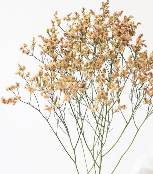 Limonium sinuatum ’Himiko’ 100 Seeds