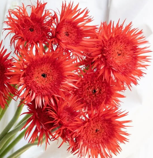 Gerbera ’Tomoshibi’ 50 Seeds