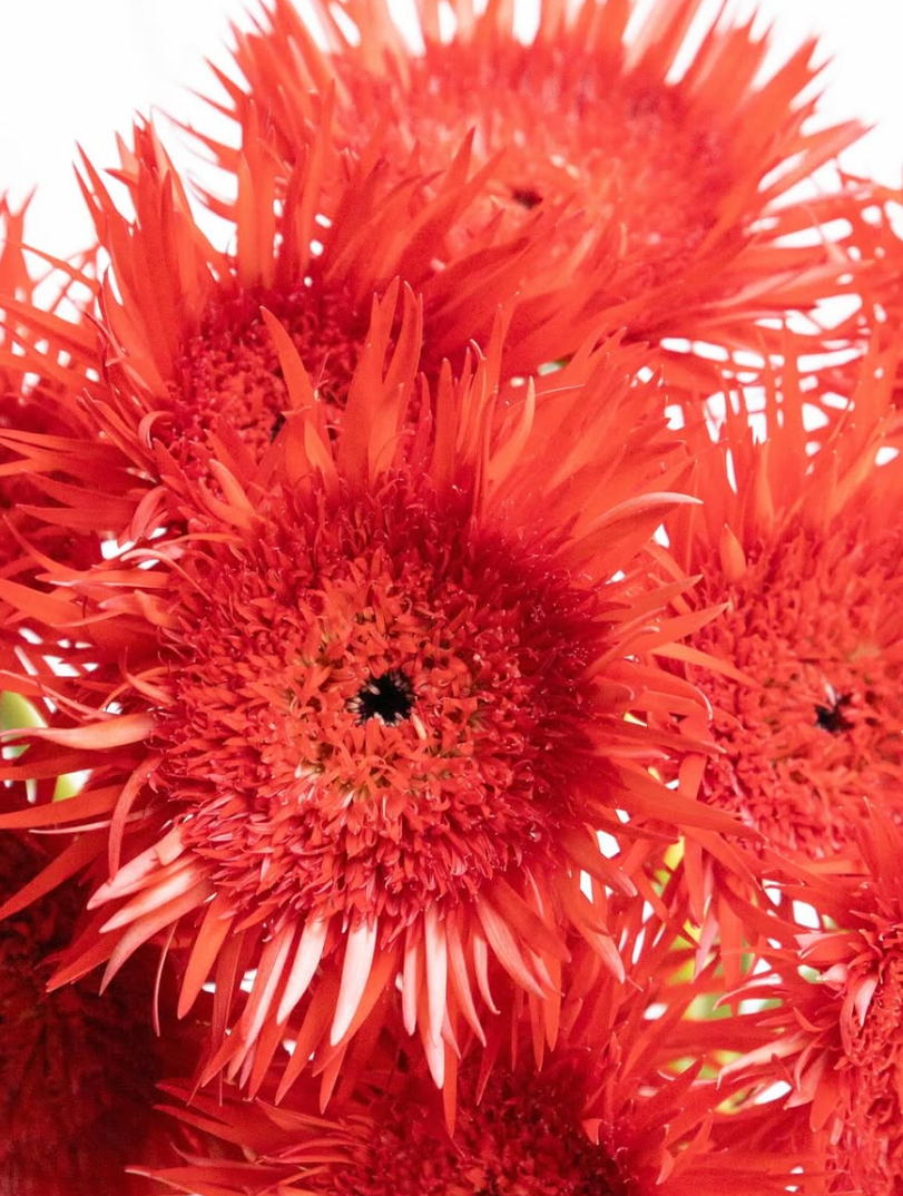 Gerbera ’Tomoshibi’ 50 Seeds