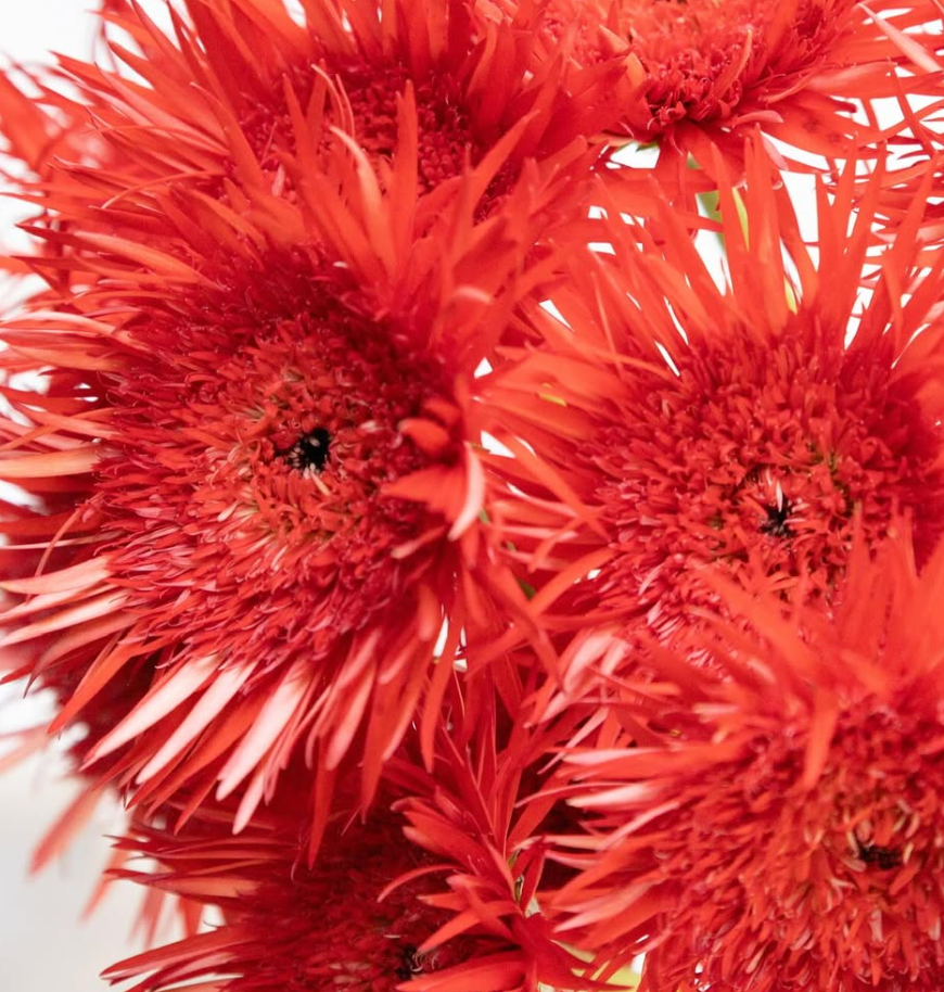 Gerbera ’Tomoshibi’ 50 Seeds