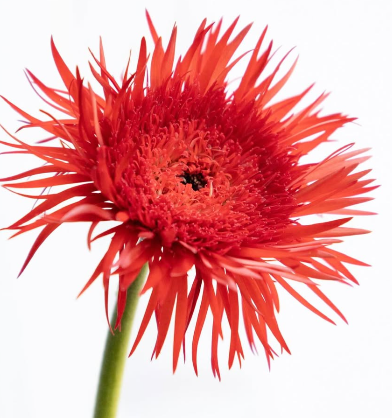 Gerbera ’Tomoshibi’ 50 Seeds