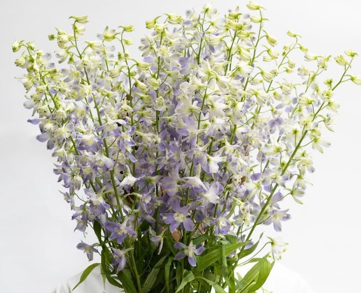 Delphinium grandiflorum ’Trick’ 80 Seeds