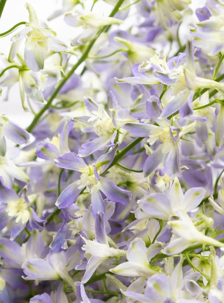 Delphinium grandiflorum ’Trick’ 80 Seeds