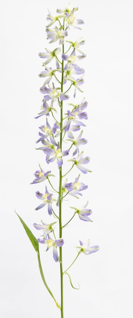 Delphinium grandiflorum ’Trick’ 80 Seeds