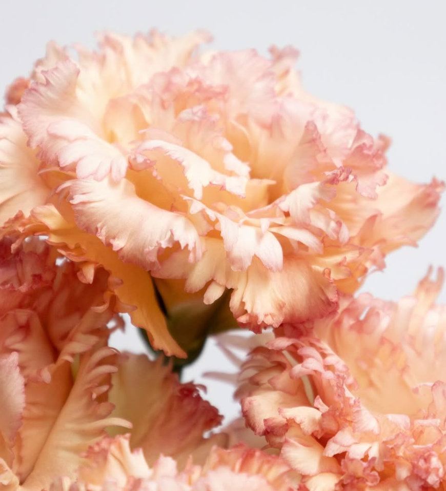 Lisianthus ( Eustoma ) grandiflorum ’Celeb spark orange’ 6 Seeds