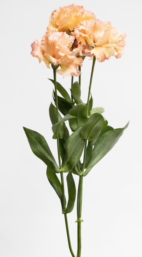 Lisianthus ( Eustoma ) grandiflorum ’Celeb spark orange’ 6 Seeds