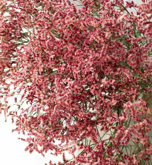 Limonium sinuatum ’Kurenai kanzashi’ 100 Seeds