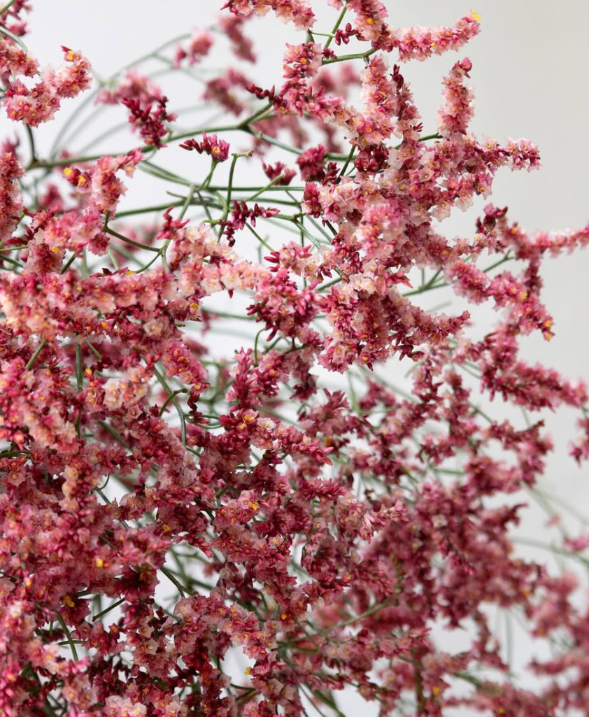 Limonium sinuatum ’Kurenai kanzashi’ 100 Seeds