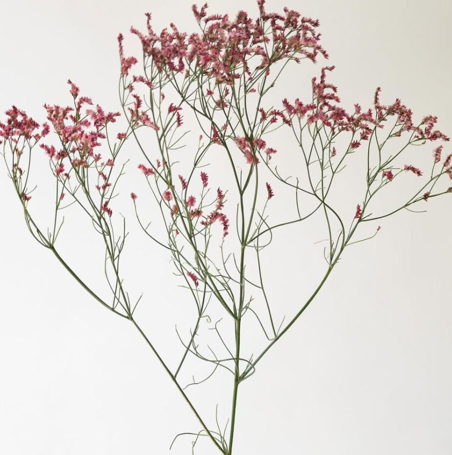 Limonium sinuatum ’Kurenai kanzashi’ 100 Seeds