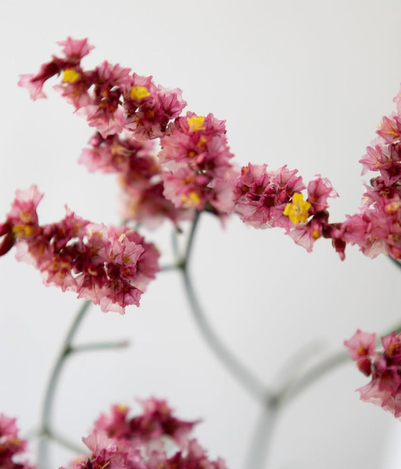 Limonium sinuatum ’Kurenai kanzashi’ 100 Seeds