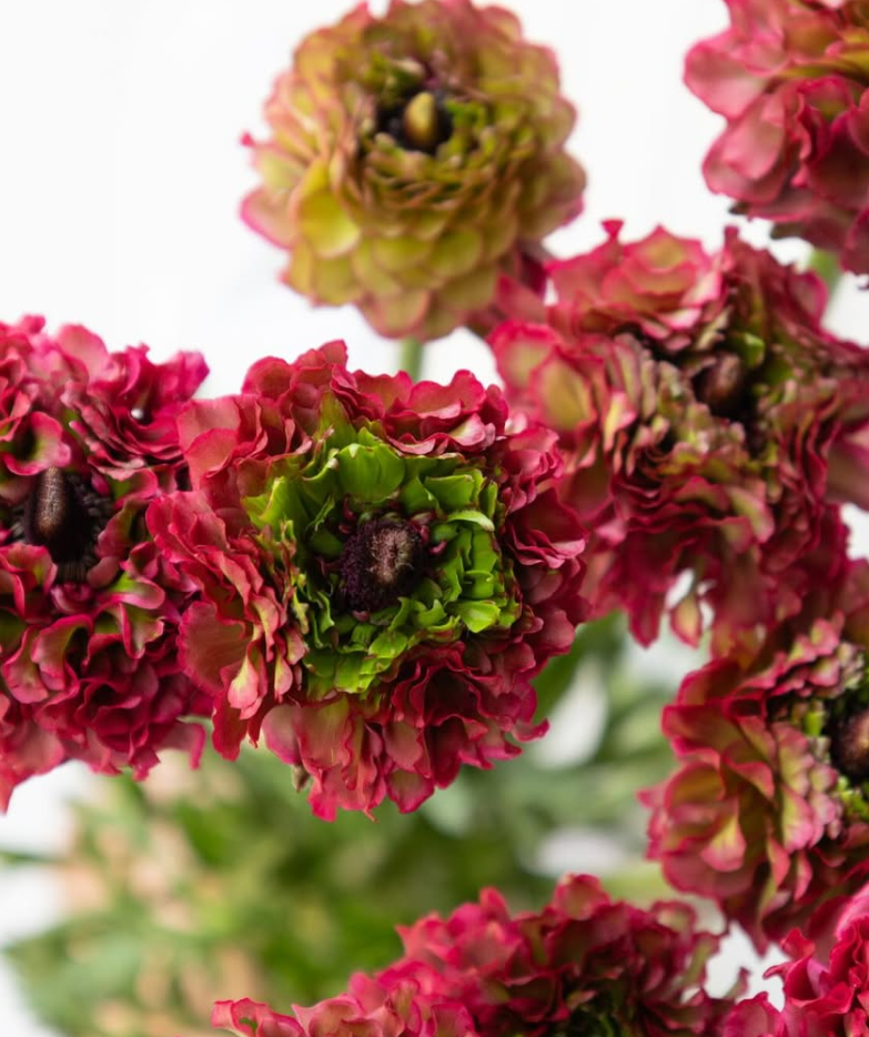 Ranunculus asiaticus ’Regina’ 7 Bulbs