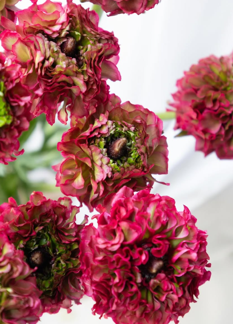 Ranunculus asiaticus ’Regina’ 7 Bulbs