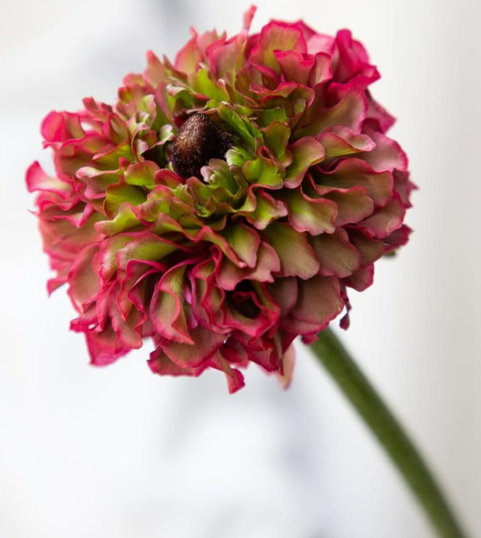 Ranunculus asiaticus ’Regina’ 7 Bulbs