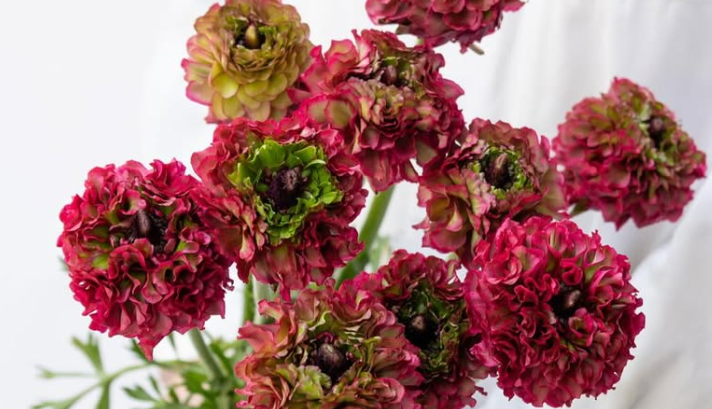 Ranunculus asiaticus ’Regina’ 7 Bulbs