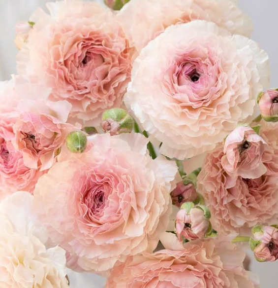 Ranunculus asiaticus ‘Tutu pink beige’ 7 Bulbs
