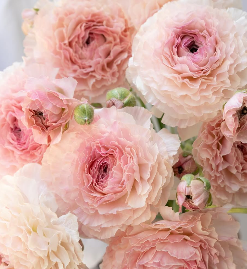 Ranunculus asiaticus ‘Tutu pink beige’ 7 Bulbs