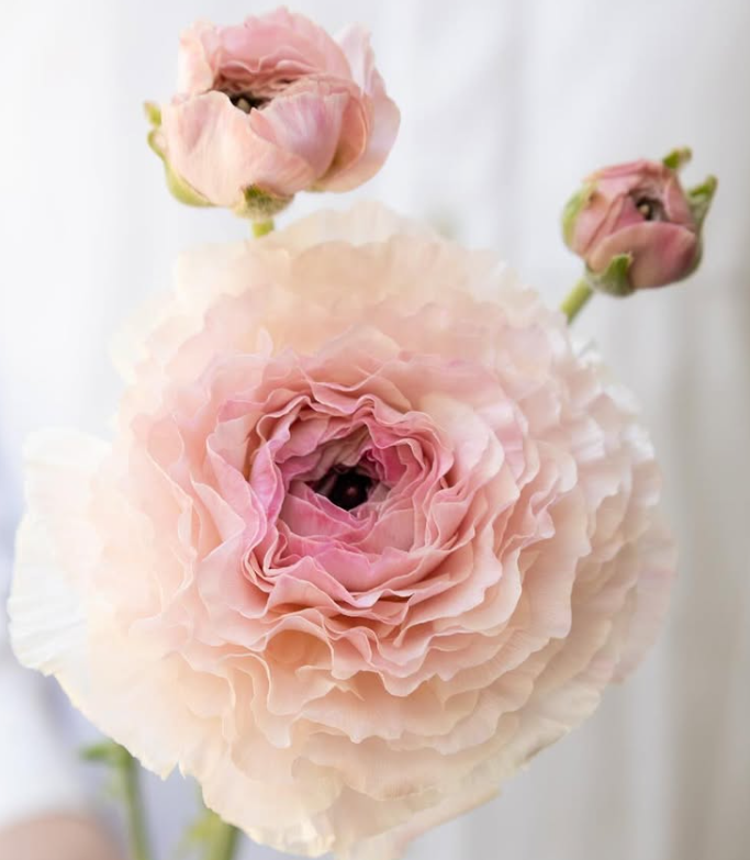 Ranunculus asiaticus ‘Tutu pink beige’ 7 Bulbs