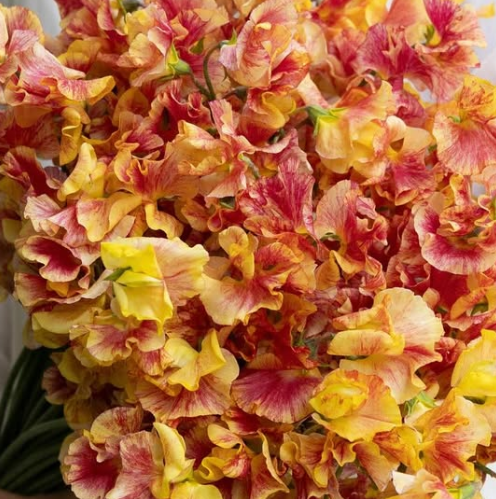 Lathyrus odoratus ( sweet pea ) Japan Series ‘Eien’ 20 Seeds