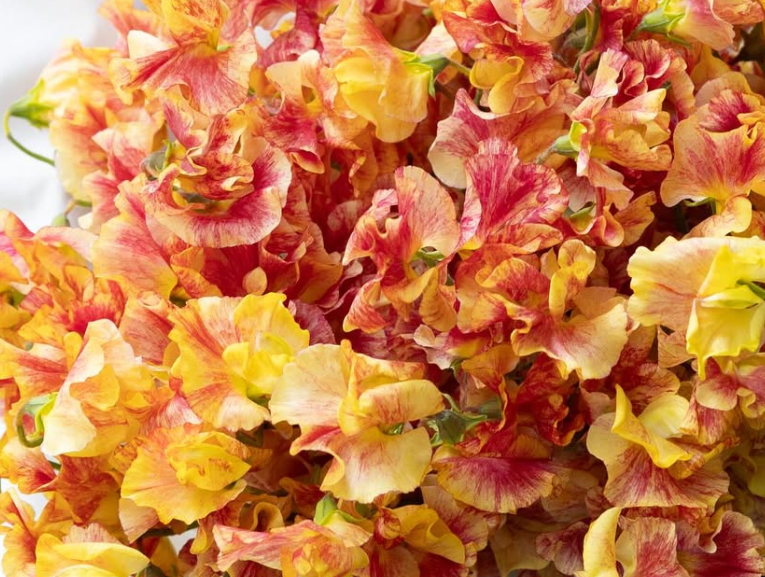 Lathyrus odoratus ( sweet pea ) Japan Series ‘Eien’ 20 Seeds