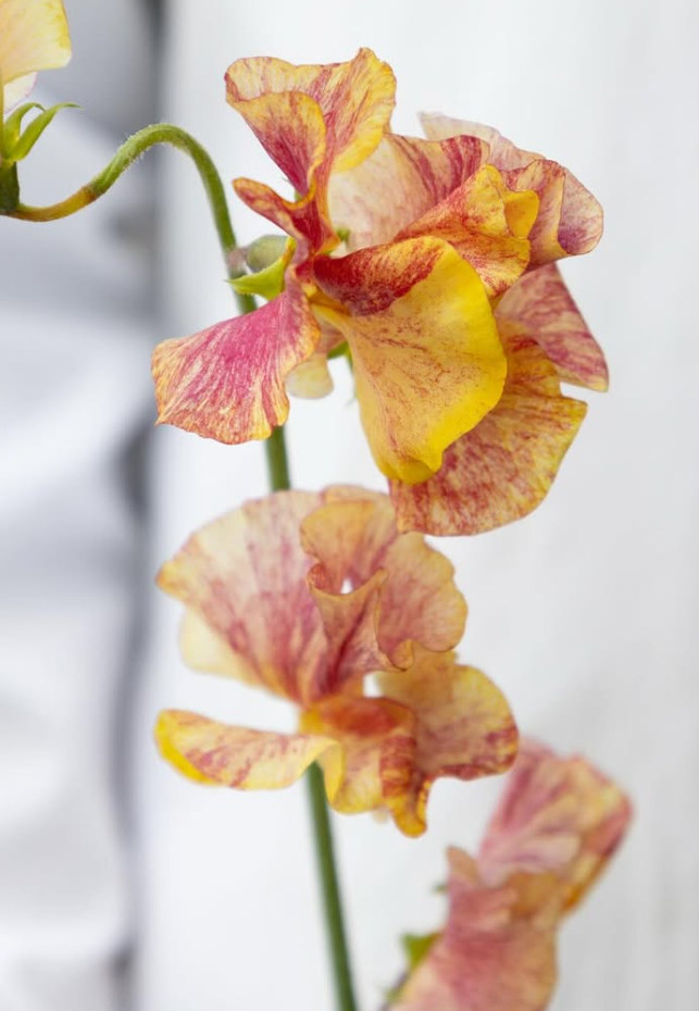 Lathyrus odoratus ( sweet pea ) Japan Series ‘Eien’ 20 Seeds