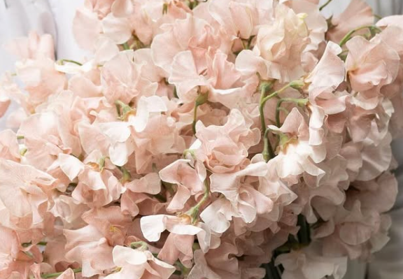 Lathyrus odoratus ( sweet pea ) Japan Series ‘Dentoharubenishibori’ 20 Seeds