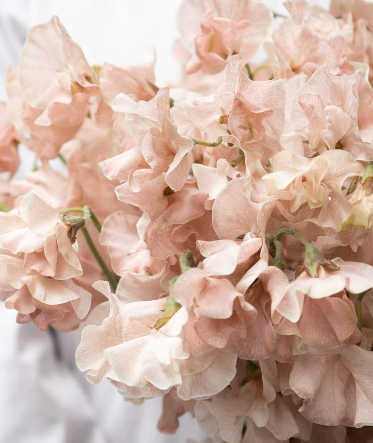 Lathyrus odoratus ( sweet pea ) Japan Series ‘Dentoharubenishibori’ 20 Seeds