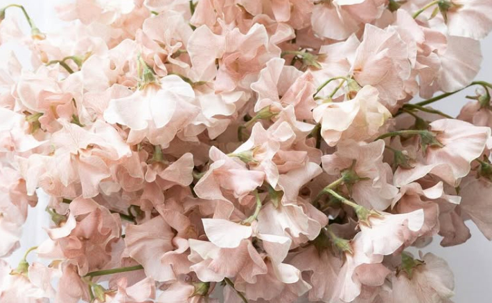 Lathyrus odoratus ( sweet pea ) Japan Series ‘Dentoharubenishibori’ 20 Seeds