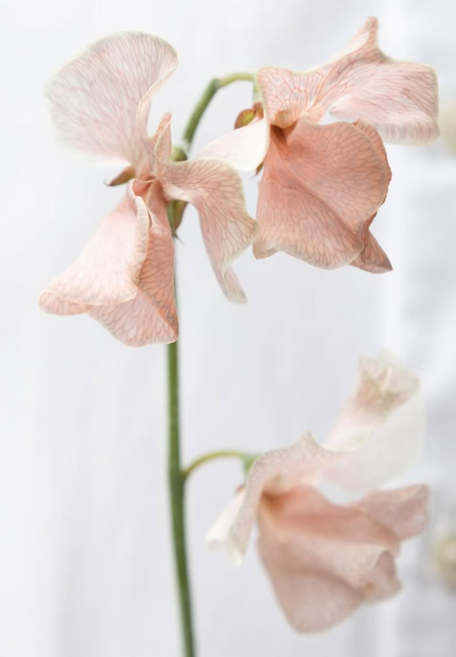 Lathyrus odoratus ( sweet pea ) Japan Series ‘Dentoharubenishibori’ 20 Seeds