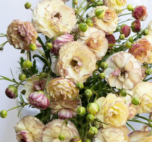 Ranunculus asiatics ’Rax Aeolia’ 7 Bulbs