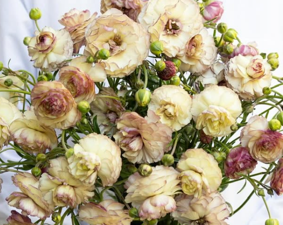 Ranunculus asiatics ’Rax Aeolia’ 7 Bulbs