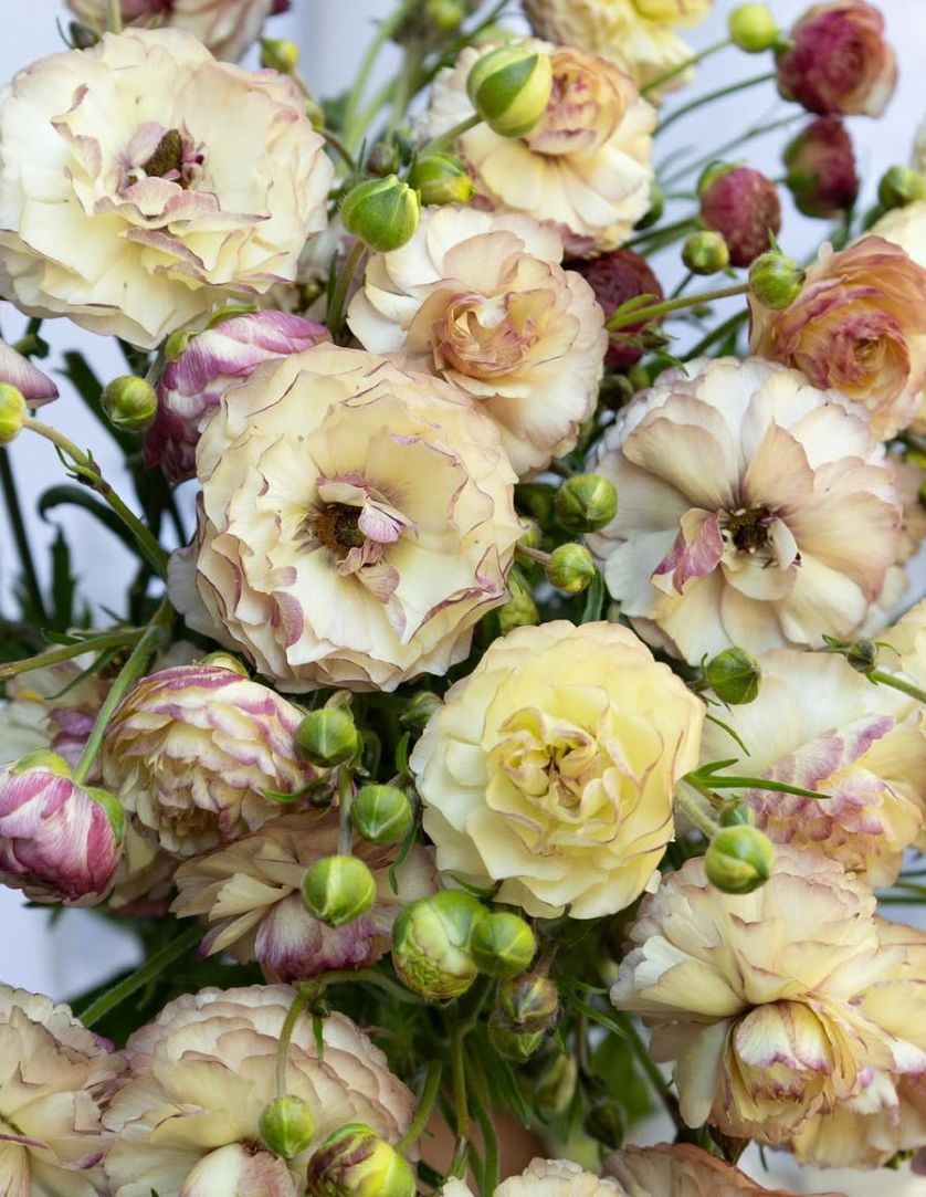 Ranunculus asiatics ’Rax Aeolia’ 7 Bulbs