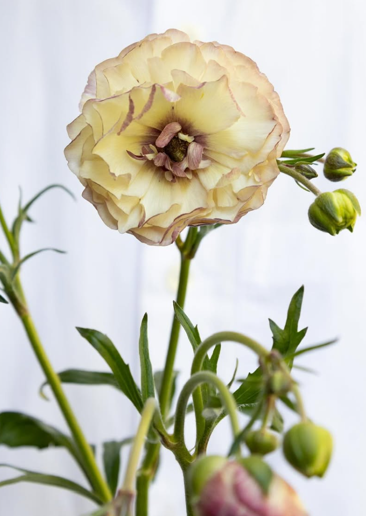 Ranunculus asiatics ’Rax Aeolia’ 7 Bulbs